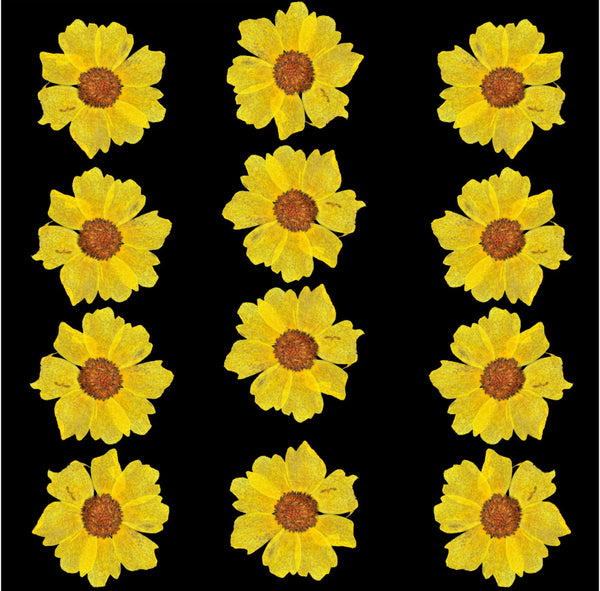 Pressed Wild dry flower yellow - 12 Pcs F3