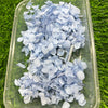 Hydrangea Dry Flower - Firozi Light