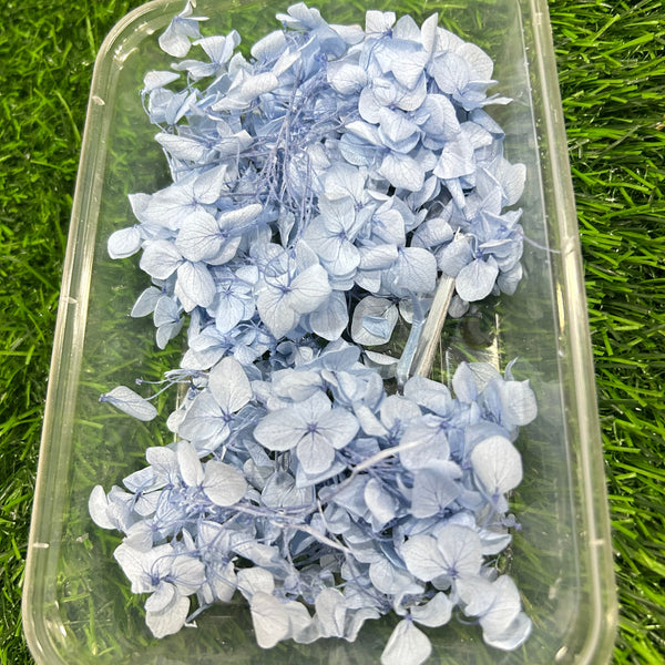 Hydrangea Dry Flower - Firozi Light