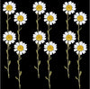 Pressed White Daisy - 12 pcs
