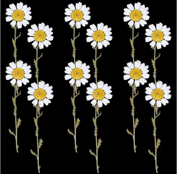 Pressed White Daisy - 12 pcs F20