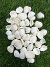 White shells SH2 - 500 gms