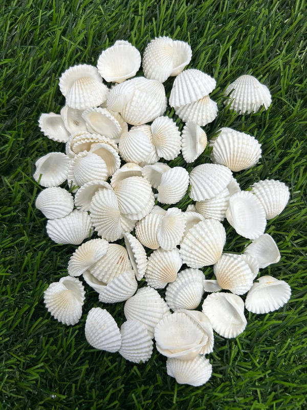 White shells SH2 - 500 gms