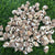 Shells SH1 - 500 gms