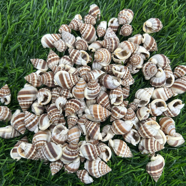 Shells SH1 - 500 gms