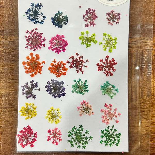 Pressed Dry Flower - 24 in 1