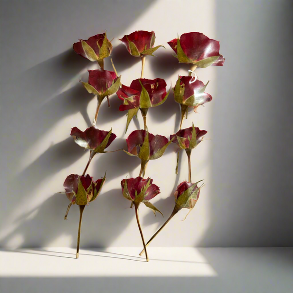 Red rose pressed flower - 12 in 1