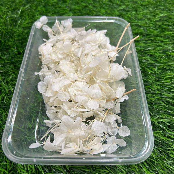 Hydrangea Dry Flower - white