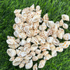 Shells SH5 - 500 gms
