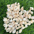 Shells SH5 - 500 gms