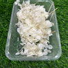 Hydrangea Dry Flower - white