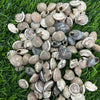 Shells SH3 - 500 gms