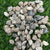 Shells SH3 - 500 gms