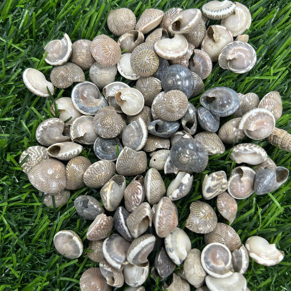 Shells SH3 - 500 gms