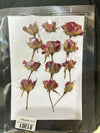 Red rose pressed flower - 12 in 1