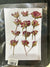 Red rose pressed flower - 12 in 1