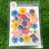 Pressed flower F17 35 in 1