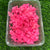 Hydrangea Dry Flower - Pink