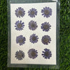 12 in 1 pressed flower - Dark VioletF6