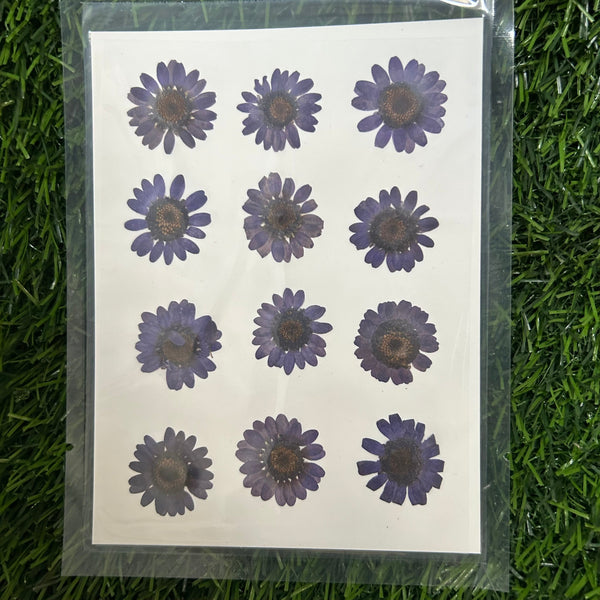 12 in 1 pressed flower - Dark VioletF6