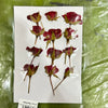 Red rose pressed flower - 12 in 1