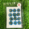 Pressed Daisy Blue - Set of 12