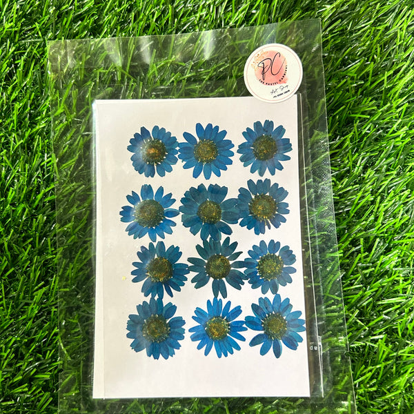 Pressed Daisy Blue - Set of 12