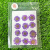 12 in 1 pressed flower - Purple F6