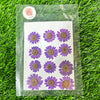 12 in 1 pressed flower - Purple F6