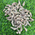 Shells SH4 - 500 gms