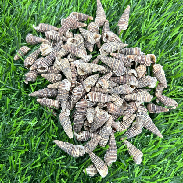 Shells SH4 - 500 gms