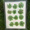 12 in 1 pressed flower - Green F6
