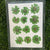 12 in 1 pressed flower - Green F6