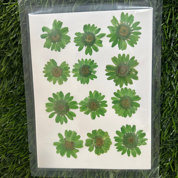 12 in 1 pressed flower - Green F6