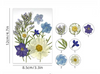10 In 1 Pressed Flowers F10