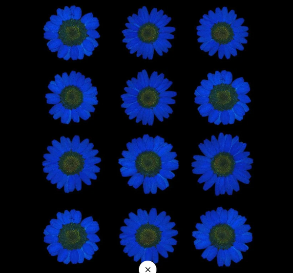 12 in 1 pressed flower - Ink Blue F6