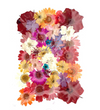Pressed flower F18 40 in 1