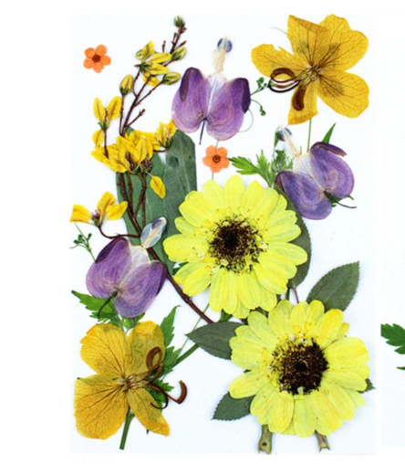 15 in 1 Pressed Flower Yellow- F13