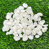 Sea shells white - 50 GMs