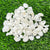 Sea shells white - 50 GMs