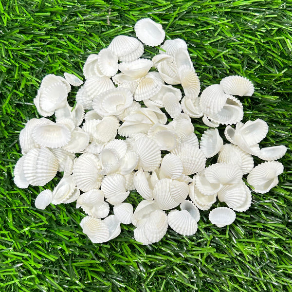 Sea shells white - 50 GMs