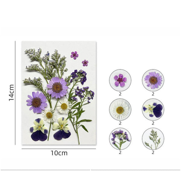 Pressed flowers 12 in 1 ( Firozi) - F8