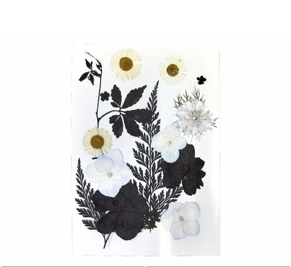 Pressed Flower BW - 18 in 1 - F11