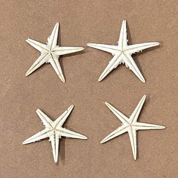 Natural Star Fish - Set of 5