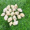 Natural Sea Shells B - 100 GMS