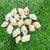 Natural Sea Shells B - 100 GMS
