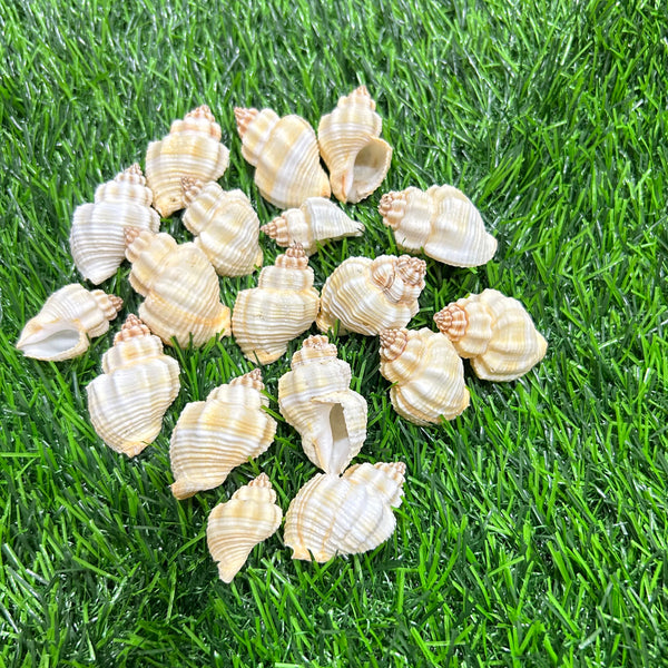 Natural Sea Shells B - 100 GMS