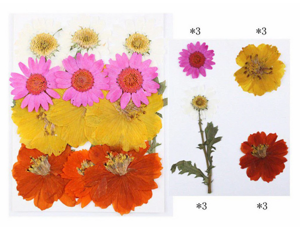 12 in 1 Pressed Flowers - F14