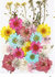 32 In 1 Pressed Flowers