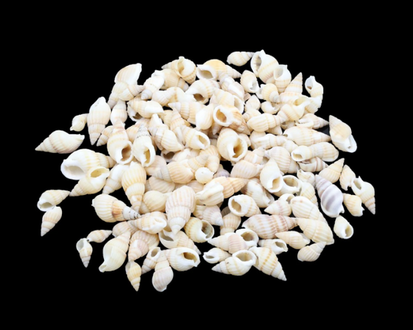 Natural Sea Shells
